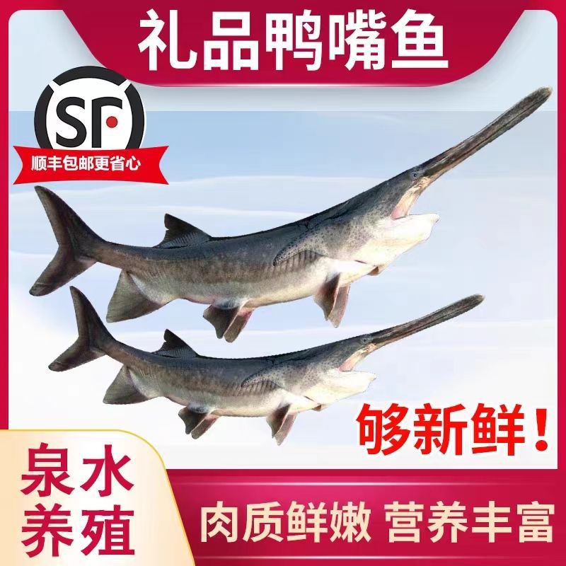 淡水鸭嘴鱼现杀新鲜活鲟鱼食用脆软骨无刺饭店用鱼生鲜礼品匙吻鲟