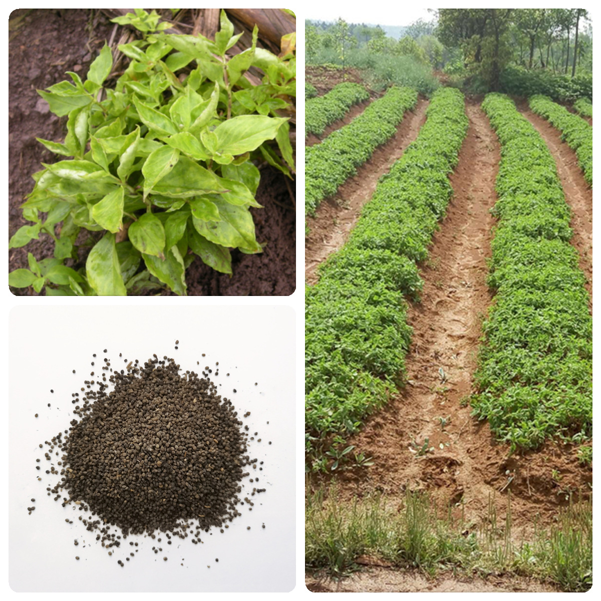 厂家批发太子参种子中药材种子人参种子孩儿童参种子四季播种