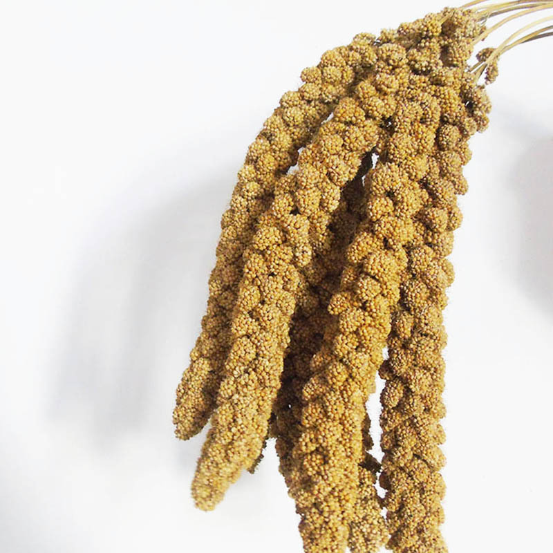 0成交973箱黍子穗500克 糜子穗  仓鼠鹦鹉造景用品零食玩具￥15.