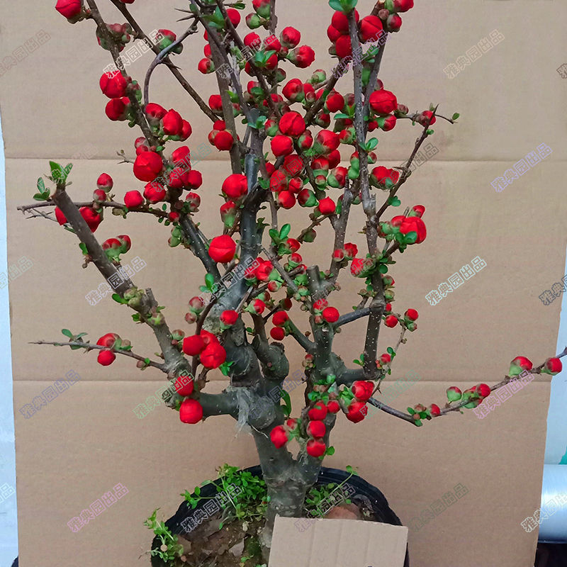 木瓜海棠花盆栽