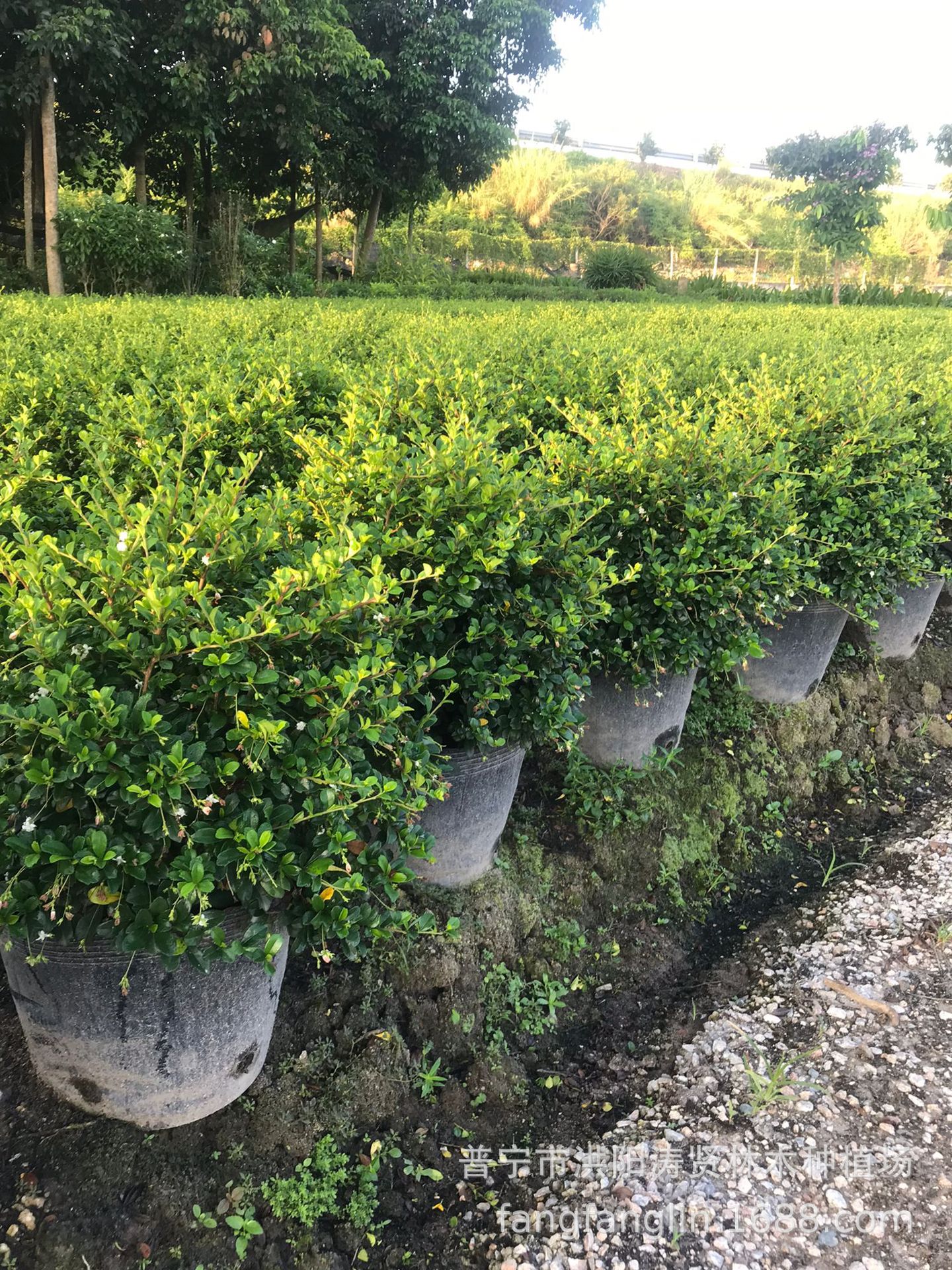 福建茶苗福建茶树球形福建茶盆栽公路绿化盆景福建茶树桩