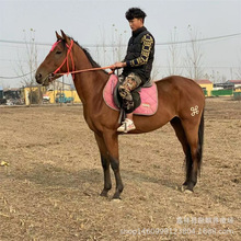 设特兰矮马活体矮马养殖提供技术马匹 骑乘马 国产马 混血马