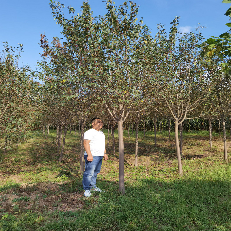 基地大量批发山荆子 工程苗 建圃小苗 质量好 价格优土球好发货快