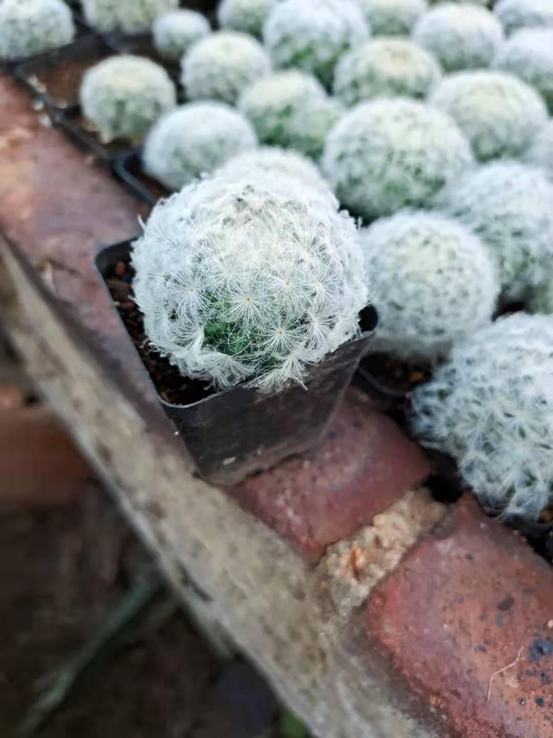 实生白星仙人球仙人掌软毛开花无刺室内小盆栽