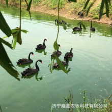 黑天鹅怎么饲养 黑天鹅一对价格 观赏黑天鹅活体多少钱 成年种鹅