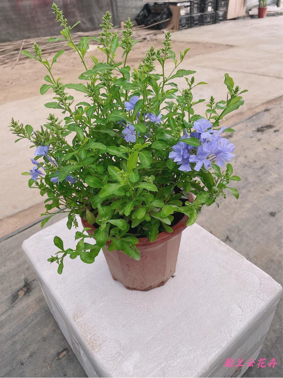 七夕批发蓝雪花盆栽阳台花卉庭院植物盆栽蓝雪花苗爬藤攀援花卉园