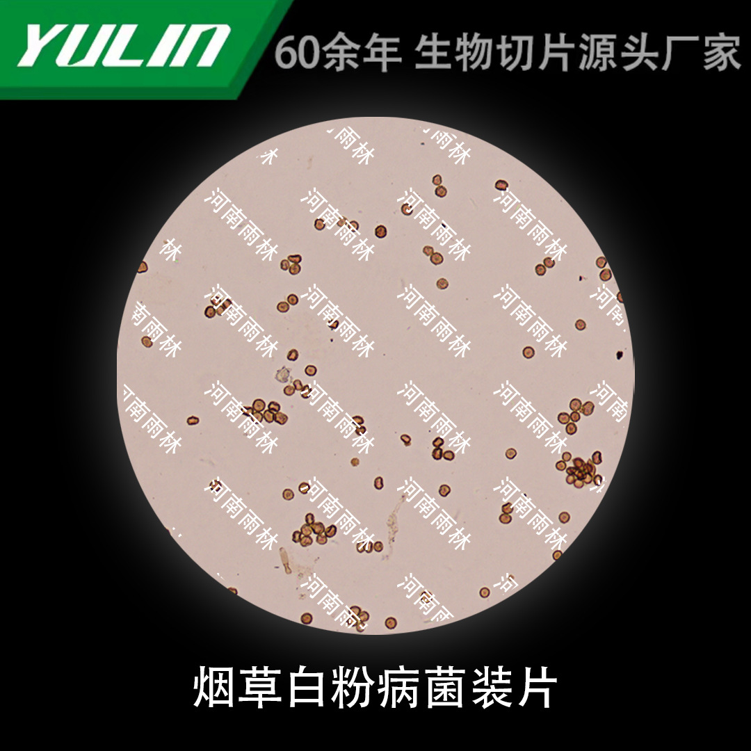 烟草白粉病菌装片生物显微镜标本动物植物细胞载玻片观察实验高校