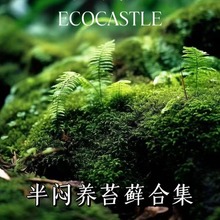 苔藓曲柄藓鳞叶藓大灰藓小金发藓翡翠莲花藓稀有苔藓微景观造景