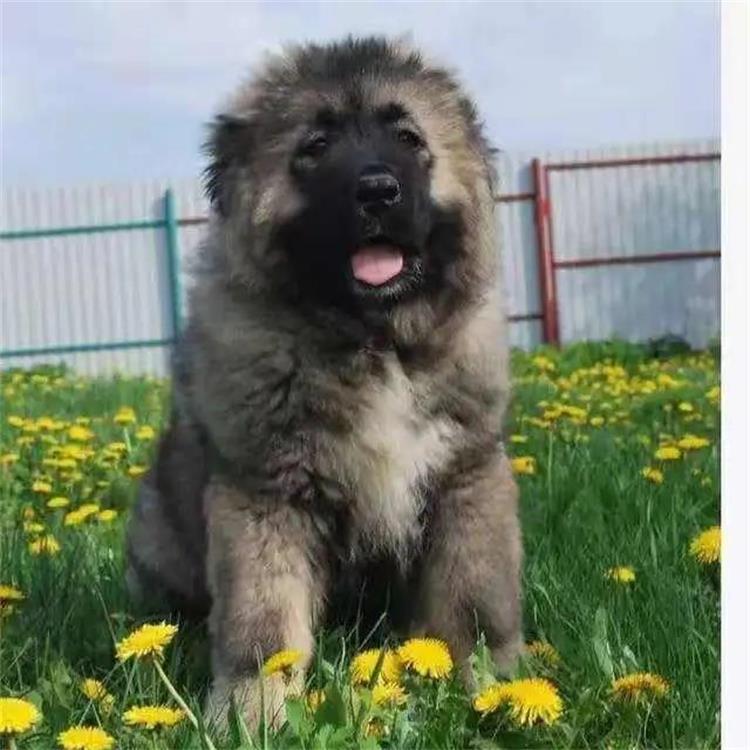 高加索幼犬纯种高加索犬活体俄罗斯高加索幼犬活体