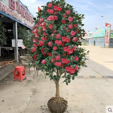 一件代发山茶花树苗庭院大型绿植盆栽花卉植物四季常青耐寒耐冬花