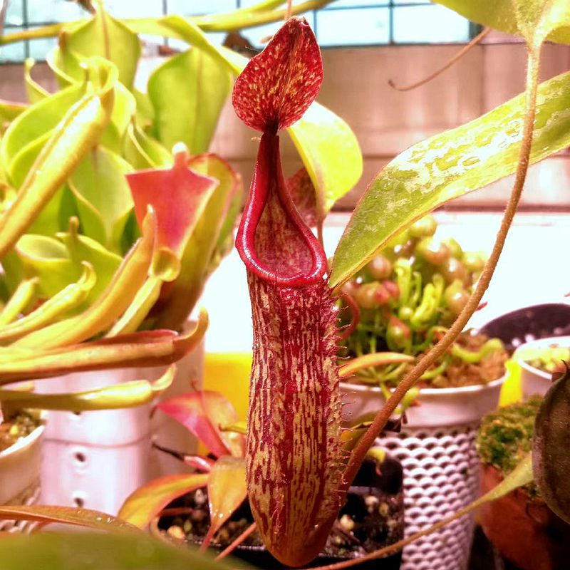 大猪猪猪笼草捕蝇草盆栽食虫植物驱虫驱蚊夏季室内奇趣儿童绿植花