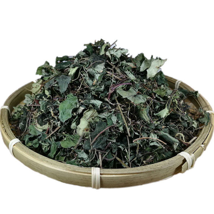 大叶金钱草四川