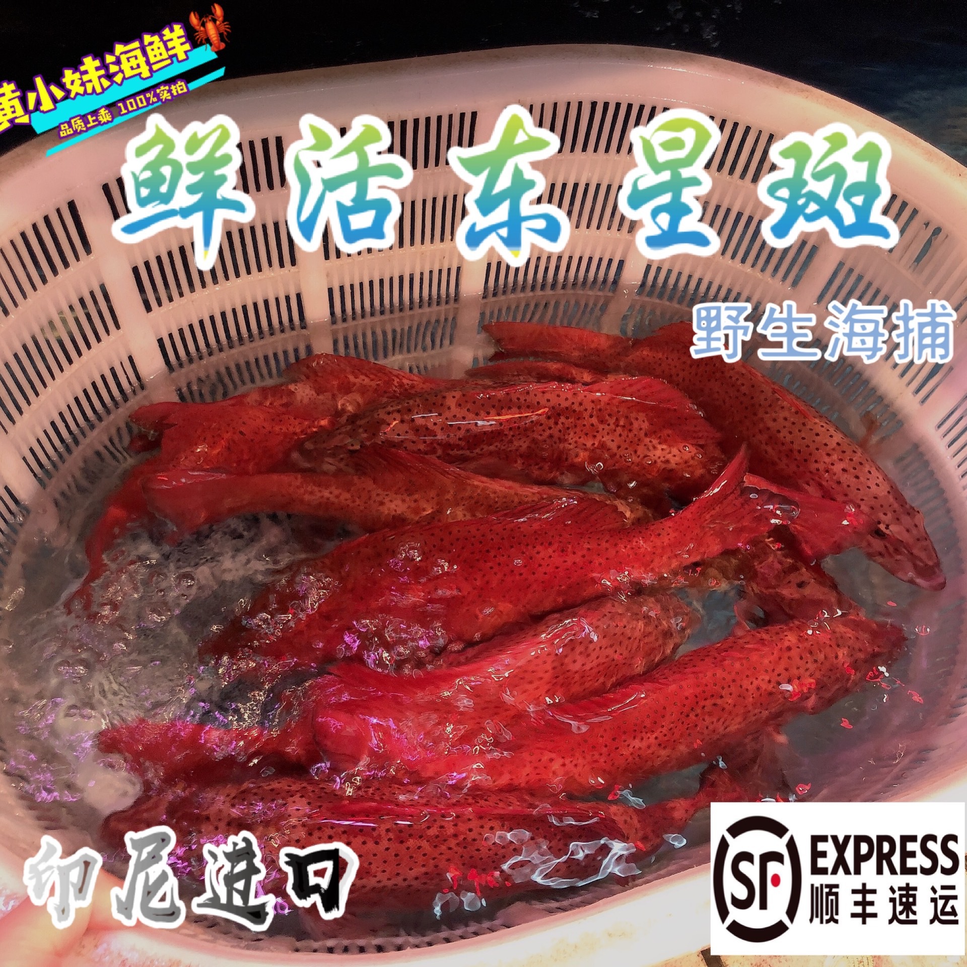 活体发货东星斑印尼进口野生海捕燕尾斑深海石斑鱼1斤价1条1~5斤