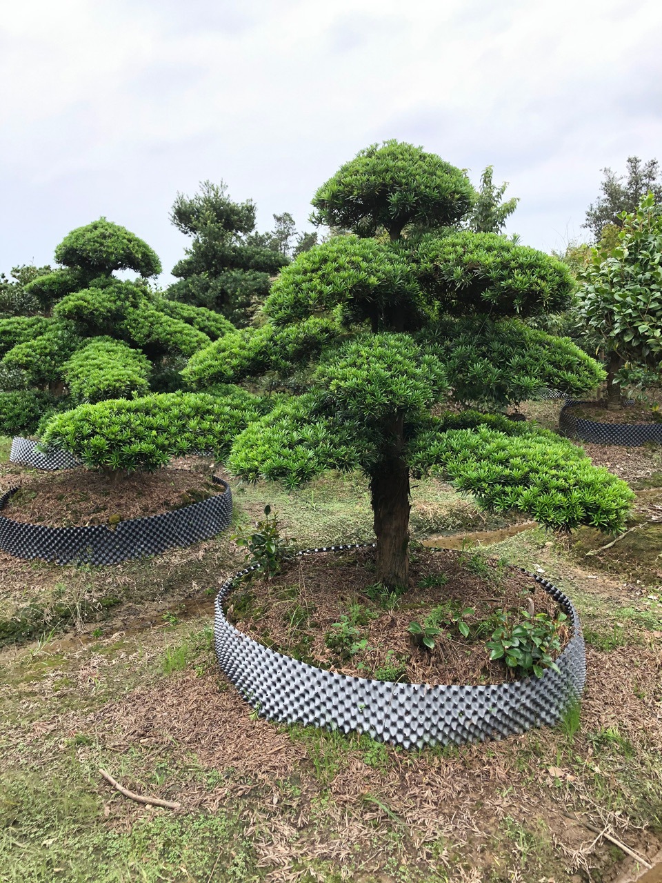 造型罗汉松庭院别墅风景树广场公司门面树特选精品苗木基地-阿里巴巴