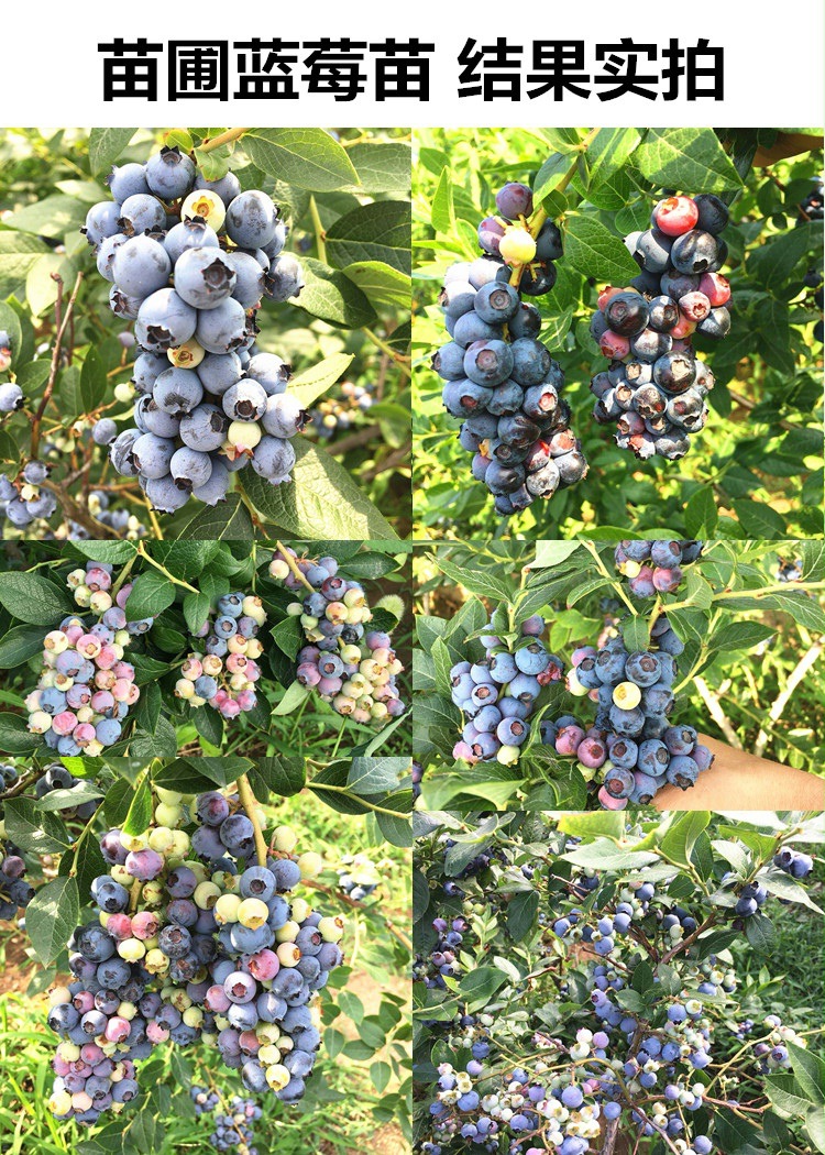 蓝莓树果苗盆栽地栽南方北方室内阳台庭院种植当年结果蓝莓树苗