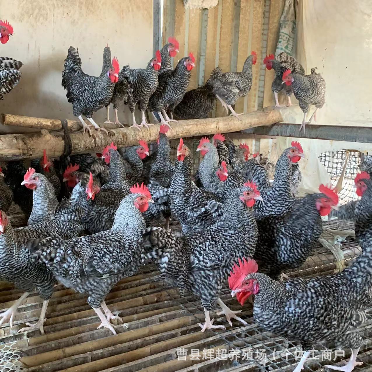 大量出售一斤芦花鸡活体半斤脱温芦花鸡散养土鸡蛋鸡芦花种蛋价格