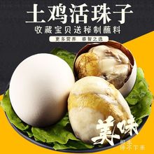 热销新鲜13天活珠子鸡胚蛋40只开袋即食熟钢化蛋毛蛋毛鸡蛋零食辣