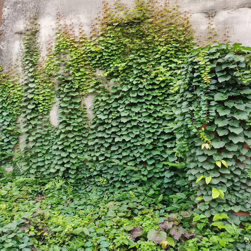 爬山虎杯苗 巴壁虎 红丝草 红葛 趴山虎 巴山虎 爬墙虎 假葡萄藤