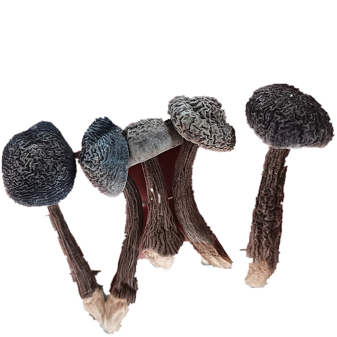 云南特产黑皮鸡枞干货2斤 食用菌菇小黑鸡枞 食用农产品一件代发