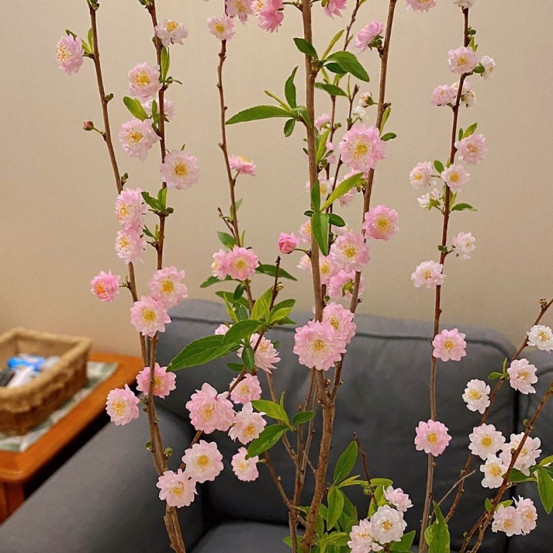 郁李 郁李苗 郁李树苗 榆叶梅 庭院观花植物盆栽地栽耐寒梅花