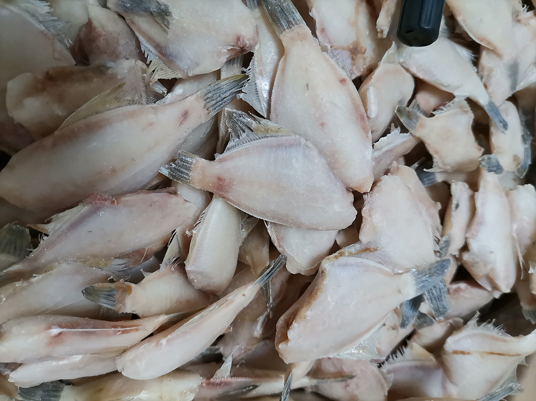 速冻水产品 单冻三去50-60条斤马面鱼冷冻达仔鱼可加工耗儿鱼厂家