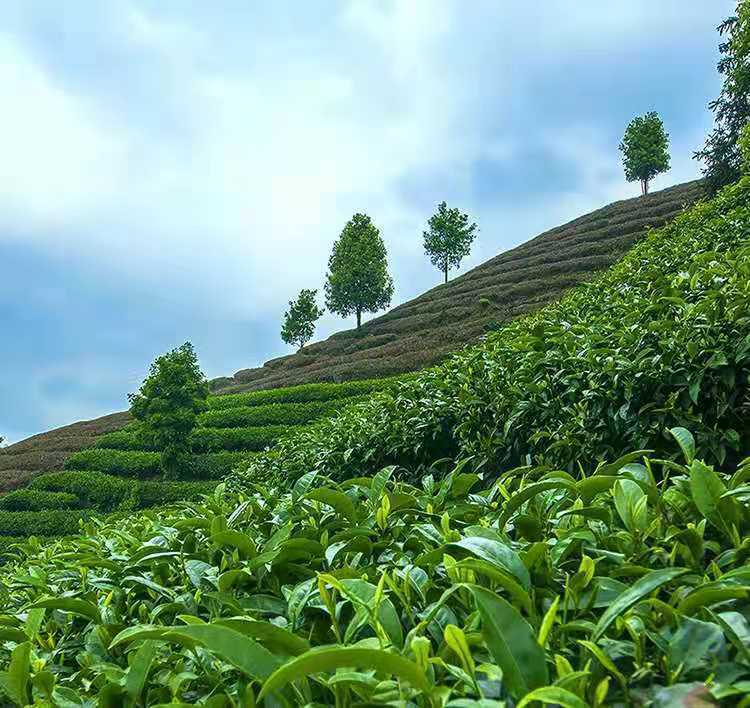 古丈毛尖 湖南茶叶新茶高山云雾绿茶手工古丈毛尖 250g*2袋