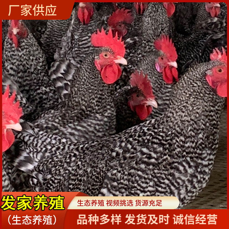 纯种汶上芦花鸡活鸡苗芦花鸡苗价格活体脱温苗土鸡小鸡幼苗成品母