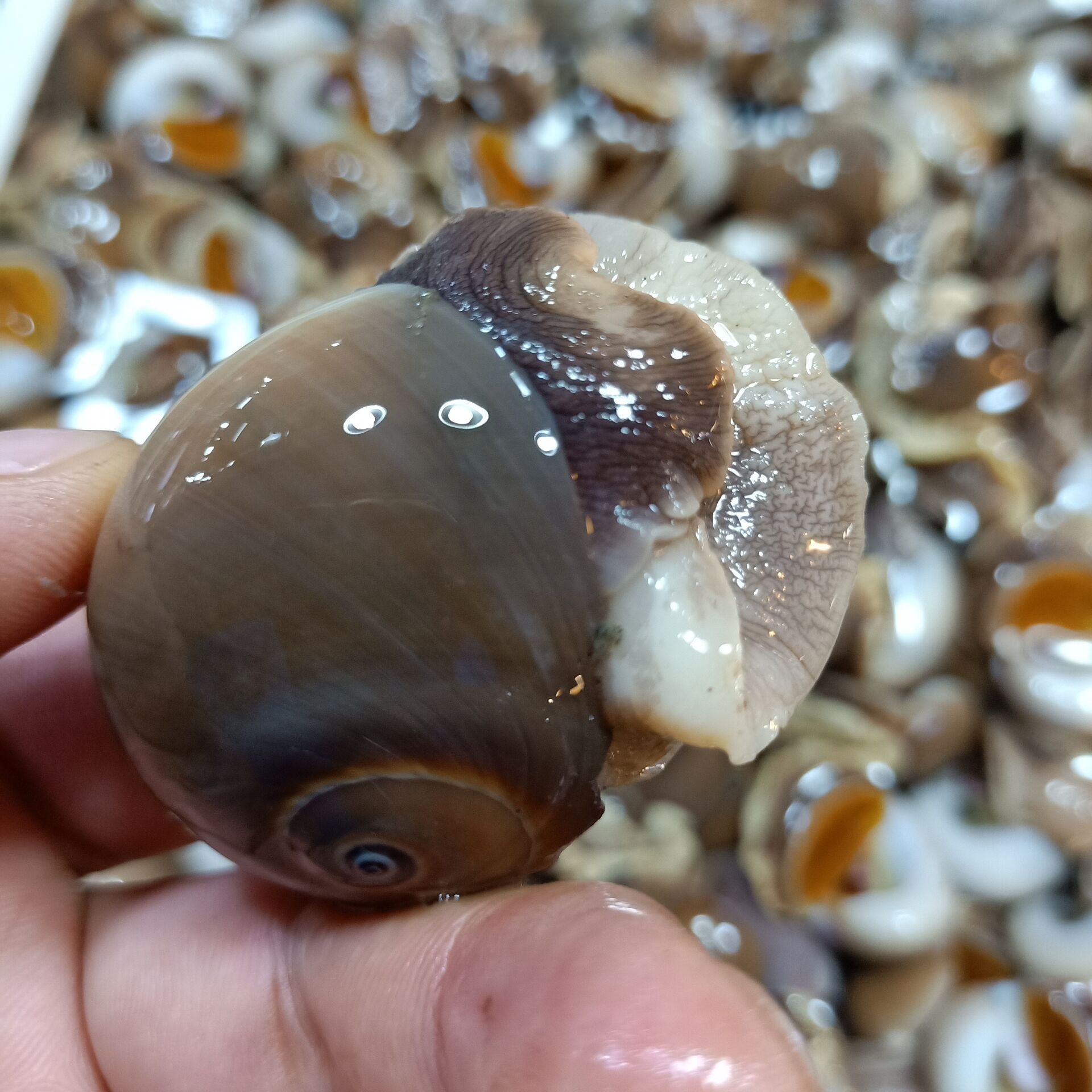 批发水产贝类冷冻玉螺香螺海鲜自助餐麻辣爆炒花螺海螺吐沙猫眼螺