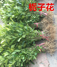 栀子花树苗小苗浓香型大小叶地栽盆栽牡丹栀子阳台庭院绿植枝枝花