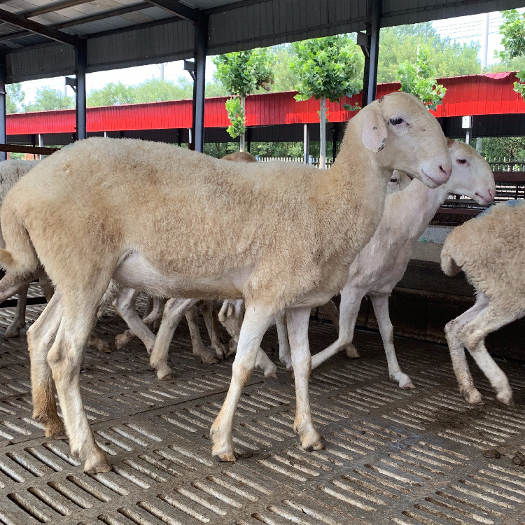小尾寒羊羊羔羊苗价格 小尾寒羊羊羔哪里有卖小尾寒羊的