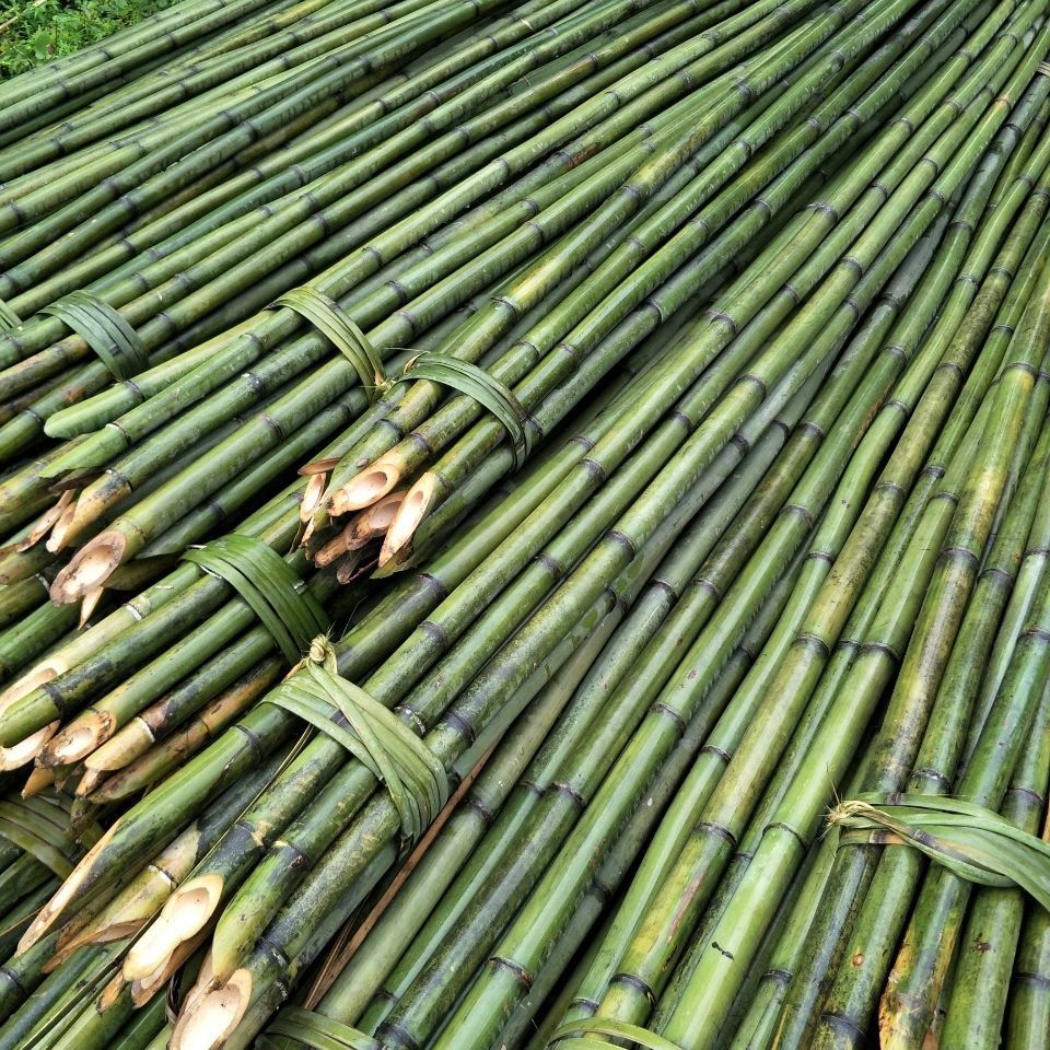 竹竿舞竹竿竹竿鱼竿晾衣服大棚粗细晾衣杆蚊帐爬藤菜园搭架跳舞