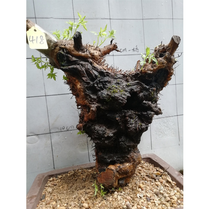 精品黄荆树桩舍利镂空疙瘩老桩庭院阳台盆景素材练手易活盆栽绿植