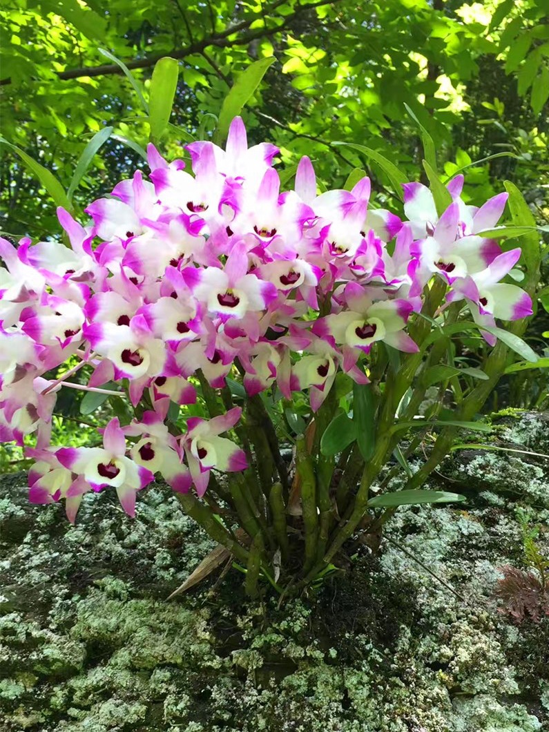 贵州赤水金钗石斛苗云南霍山铁皮大丛新鲜石斛兰花绿植室内外种苗