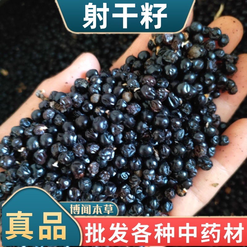 新产射干种子 药材种子 射干籽 射干花子种籽发芽四季播种