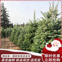 一件代发真的圣诞树真树盆栽活挪威云杉真正的圣诞树松树诺贝松圣