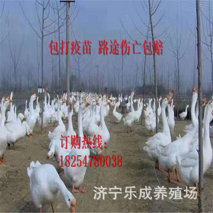 狮头鹅能长多重大三花鹅大白沙鹅路途损伤包补发-阿里巴巴