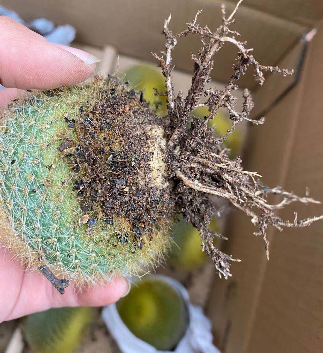 实生 仙人球黄雪晃 6厘米 黄毛 开黄色花 办公室盆栽 园艺批发