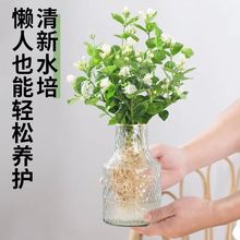 水培茉莉花盆栽带花苞好养植物室内好养办公室驱蚊虫花卉四季开花