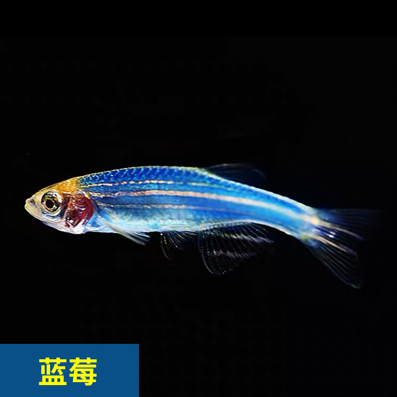 蓝莓斑马鱼热带观赏鱼草缸小型灯科淡水鱼水族活体宠物好养