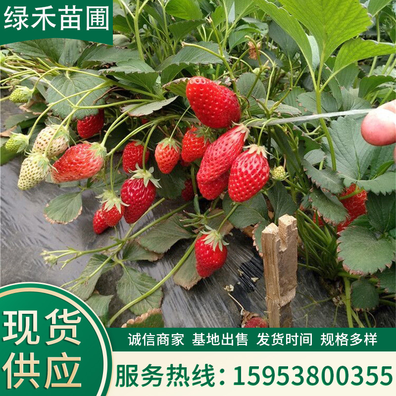 红颜草莓苗批发宁玉白雪公主草莓苗可盆栽地栽阳台南北方种植