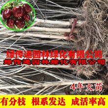 正宗车厘子树苗矮化大樱桃树苗南方北方种植盆栽地栽嫁接果树果苗