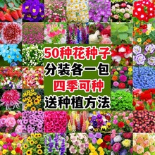 50款不重复四季易种花种子花开不断净化空气花盆栽花卉植物花籽
