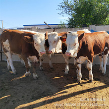 肉牛犊养殖场出售 肉牛苗西门塔尔牛活体肉牛犊 怀孕母牛养殖场