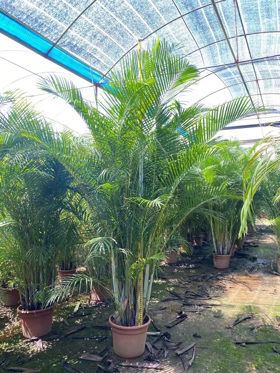 0成交533棵相似批发基地澳洲坚果树苗夏威夷坚果苗桂热一号杏仁坚果