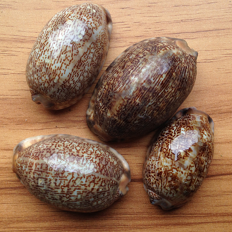 紫贝齿500克g包邮紫贝文贝紫贝子南蛇牙齿