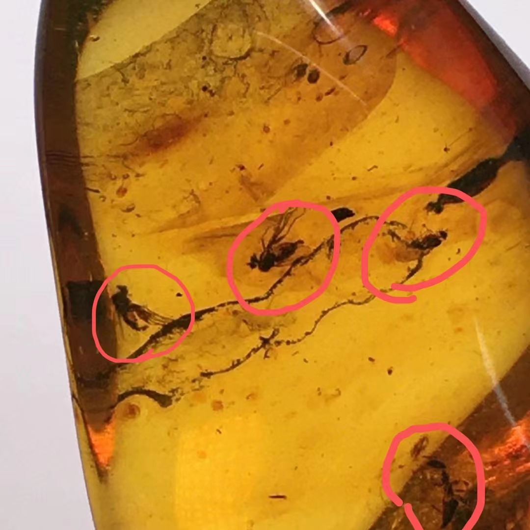 天然琥珀蜜蜡虫珀吊坠蚊子世界虫体清晰完整项链配饰林艺珠宝批发