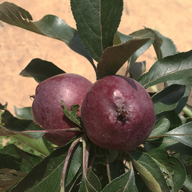 柱状苹果盆栽树苗-柱状苹果盆栽树苗厂家,品牌,图片,热帖-阿里巴巴