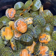 火焰龟【正】观赏宠物龟红腹长寿小乌龟家养龟深水混养代发批发