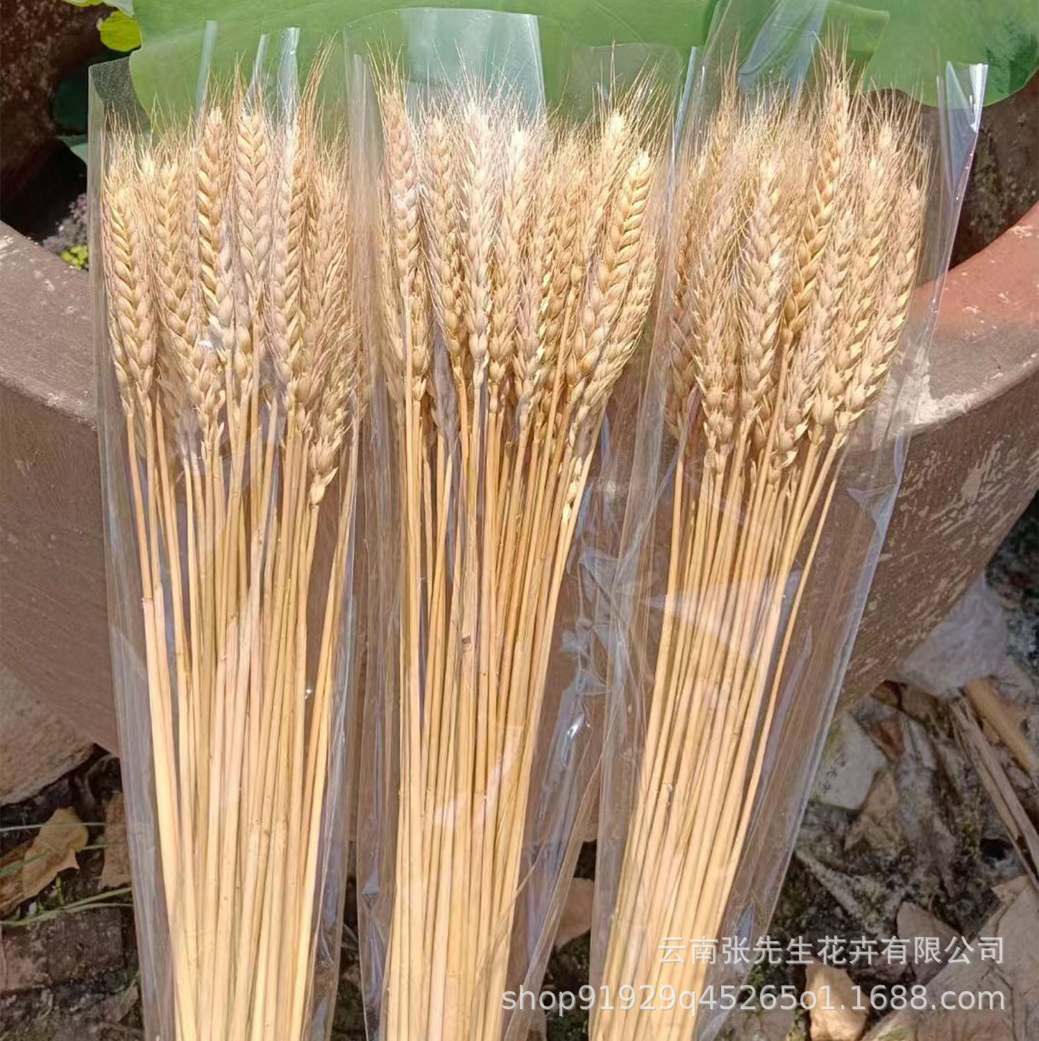 麦穗干花开业大麦花束真花麦子田园装饰婚庆拍摄道具干花-阿里巴巴
