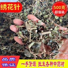 绣花针野生中药材正品虎刺根老鼠刺绣花针干货品白凤珠草药鸟不宿